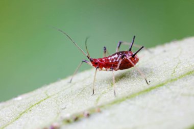 Doğada kırmızı yaprak bitleri