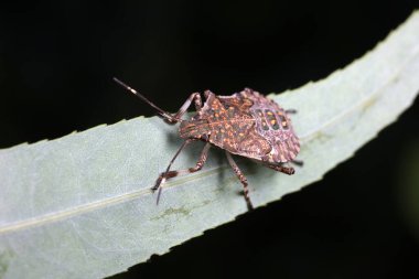 Kokuşmuş böcekler doğal haldeler.