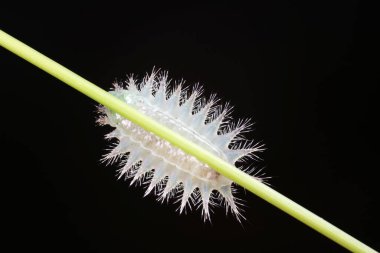 Doğal haldeki tırtıllar.