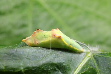 Yeşil yaprakların üzerindeki lahana solucanının krizalitleri.