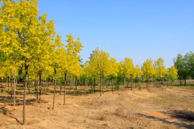 Baharda parkta yeşil ağaçlar