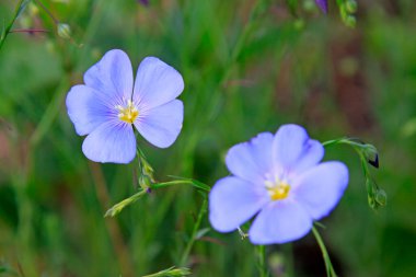 Baharda bir parkta mor çiçekler, kuzey Çin 'de