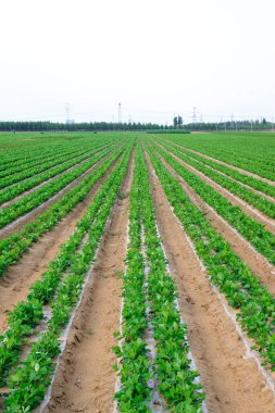 Tarlada plastik saman fıstığı fideleri 