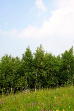 WuLanBuTong çayır manzarası, fotoğrafa yakın çekim