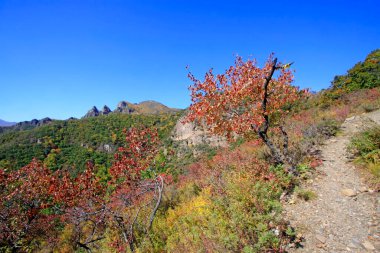 Doğal manzara, fotoğrafa yakın çekim.