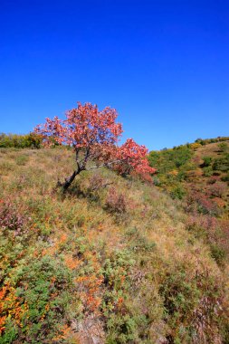 Doğal manzara, fotoğrafa yakın çekim.