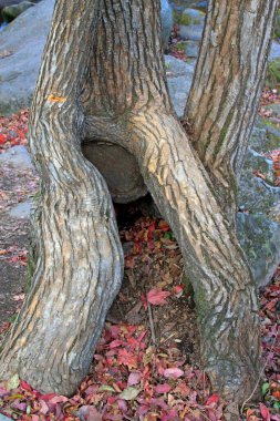 Vahşi doğada kuru ağaç kökü, fotoğrafa yakın çekim