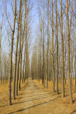Ormandaki patika, fotoğrafa yakın çekim