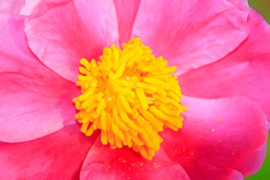 şakayık çiçekler, fotoğraf closeup