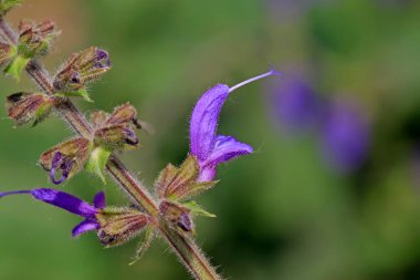 lythrum salicaria çiçekler tam Bloom