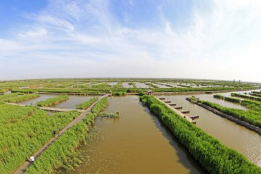 Wetland Park manzarası, fotoğrafa yakın çekim.