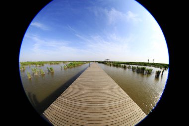 Wetland Park manzarası, fotoğrafa yakın çekim