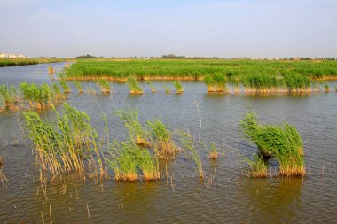 Wetland Park Doğal Manzara