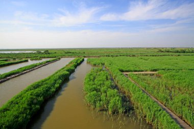 Wetland Park Doğal Manzara