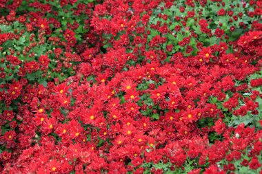 Kırmızı kasımpatı tomurcuğu, fotoğrafa yaklaş.