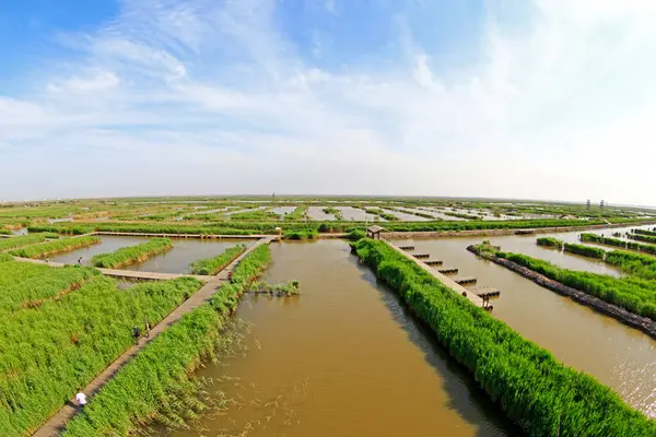Wetland Park manzarası, fotoğrafa yakın çekim.