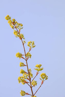 Botanik bahçesine çiçek ekin.