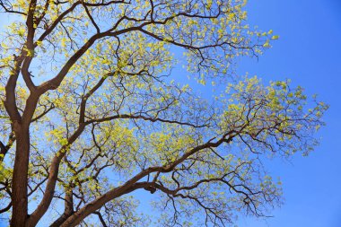 Mavi gökyüzünün altındaki pagoda ağacı