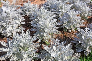 Senecio Cineraria 'da.