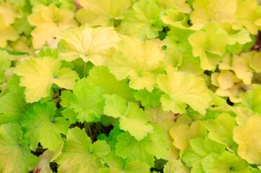 Botanik bahçesindeki alum.