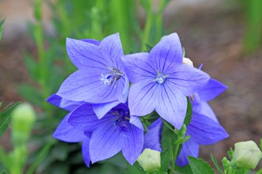 Botanik gardında Platycodon Grandiflorum