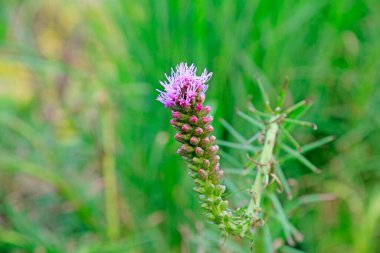 Ranunculus bitkileri botanik gardında