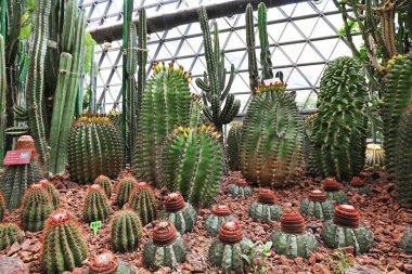 Botanik gardında kaktüs bitkileri