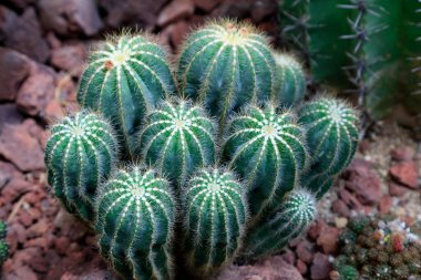 Botanik gardında kaktüs bitkileri