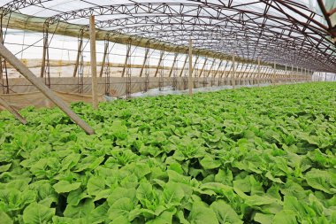 Serada sebzeler, fotoğrafa yakın çekim.