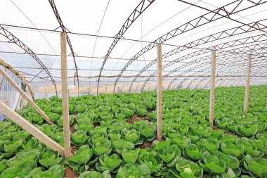 Serada sebzeler, fotoğrafa yakın çekim.