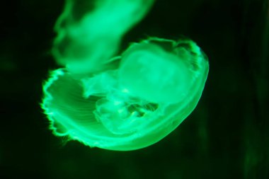 Akvaryumdaki denizanası