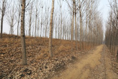 Kışın koruluğun doğal manzarası.