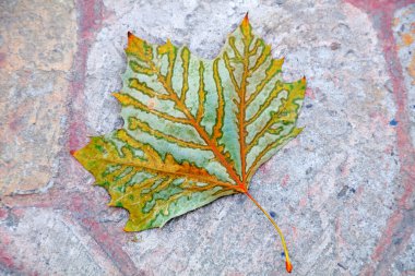 Yapraklar anka üzerinde.