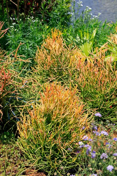 Botanik Gardında Euphorbiaceae