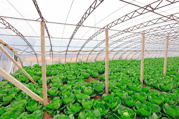 Serada sebzeler, fotoğrafa yakın çekim.