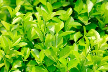 Yeşil yapraklar, fotoğrafa yakın çekim.