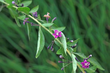 Bahçedeki kurt üzümü çiçekleri