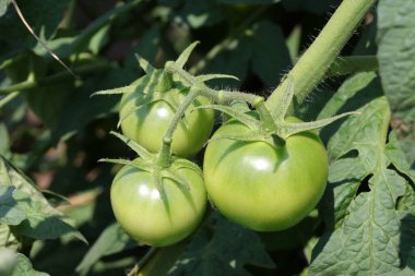 Serada yeşil domatesler