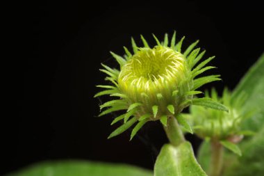 Inula japonica çiçek tomurcukları, yakın plan fotoğraflar.