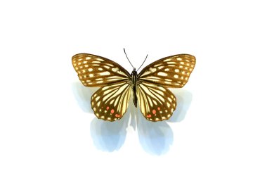 Beyaz arka planda güzel kelebekler