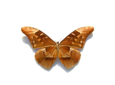 Beyaz arka planda güzel kelebekler