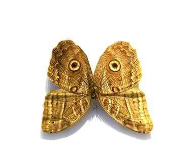 Beyaz arka planda güzel kelebekler