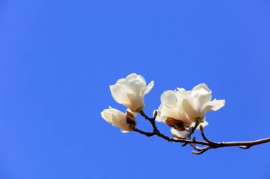 Manolya çiçekleri.