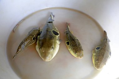 Doğulu kırmızı yunus, fotoğrafa yakın çekim.