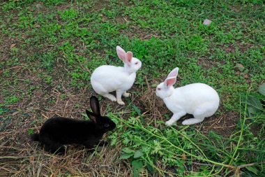 Rex tavşanları yabani otları yiyor