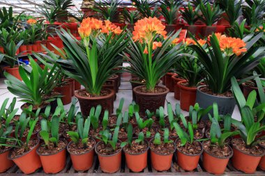 Bahçedeki kaffir zambağı