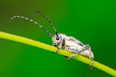 Yeşil yapraklı uzun mısır