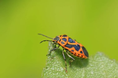 Kokuşmuş böcek doğadaki bitkinin üzerinde