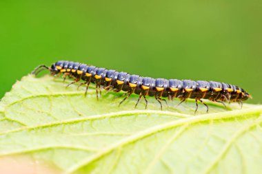 Vahşi doğadaki bitki üzerinde kaba bir diplopod.