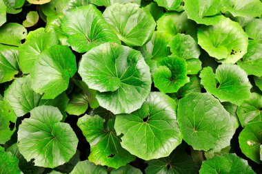 Farfugium japonicum, yeşil bitkilerin yaprakları.